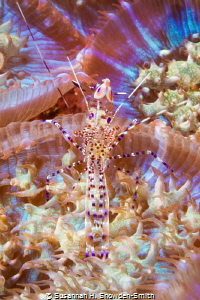 Spotted cleaner shrimp with eggs blends in on a transluce... by Susannah H. Snowden-Smith 